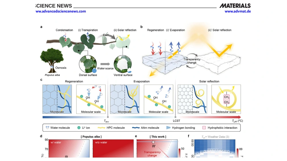 Hydrogel Thermostat Inspired by Photoprotective Foliage Using Latent and Radiative Heat Control — Advanced Materials 2026