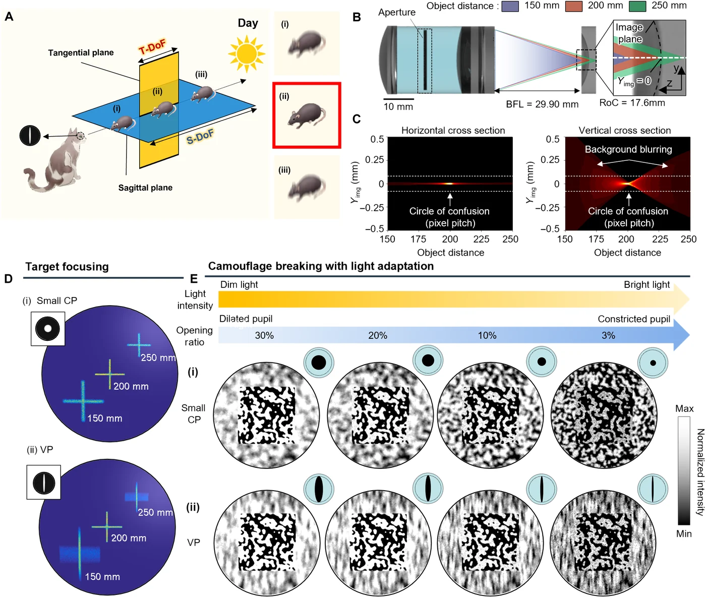 Feline eye-inspired artificial vision for camouflage breaking